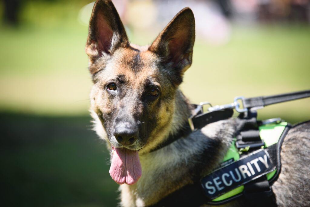 Security Dogs with Grosvenor Corporate Security